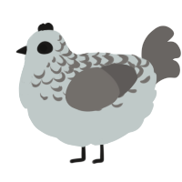 A silver and grey chicken with a half-lace pattern