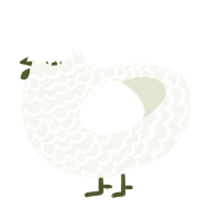 A white chicken with a lace pattern