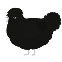 A black chicken with a double-lace pattern