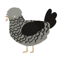 A ash and sable chicken with a lace pattern