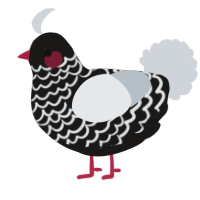 A sable and mist chicken with a lace pattern