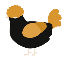 A black and orange chicken