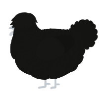A black chicken with a lace pattern