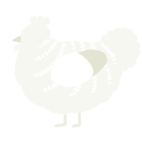A white chicken with a half-bar pattern
