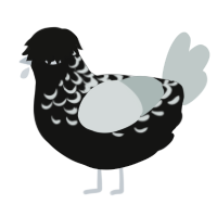 A black and silver chicken with a half-lace pattern