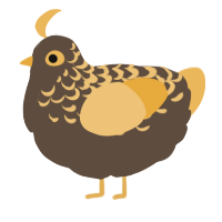 A bark and honey chicken with a half-lace pattern