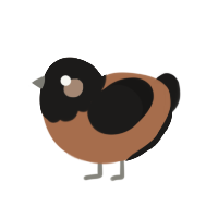 macchiato, a brown and sable chicken with a head pattern