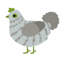 A silver and ash chicken with a bar pattern