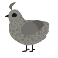 A ash and grey chicken with a speckle pattern
