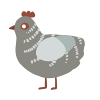 A ash and silver chicken with a half-bar pattern