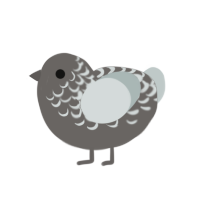 snowy summit, a grey and silver chicken with a half-lace pattern