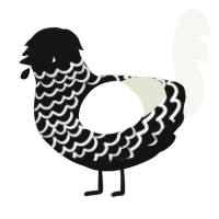 A black and white chicken with a lace pattern