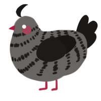 A grey and sable chicken with a bar pattern