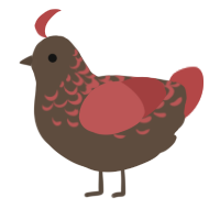 A bark and red chicken with a half-lace pattern