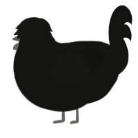 A black chicken with a half-lace pattern