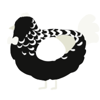 A black and white chicken with a half-lace pattern