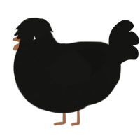 A black chicken with a bar pattern