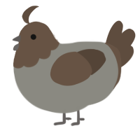 A ash and bark chicken with a head pattern