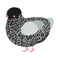 A sable and silver chicken with a double-lace pattern