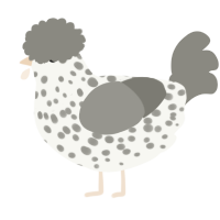 A white and ash chicken with a speckle pattern