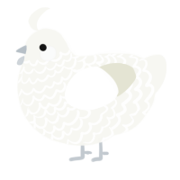 A white chicken with a lace pattern
