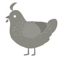 A ash chicken with a half-lace pattern
