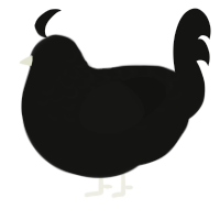 A black chicken with a half-lace pattern