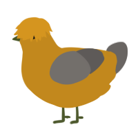 A ochre and grey chicken