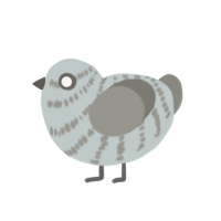 A silver and ash chicken with a bar pattern