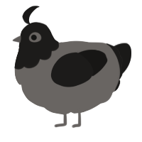 A grey and sable chicken with a head pattern