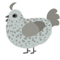 A silver and ash chicken with a speckle pattern