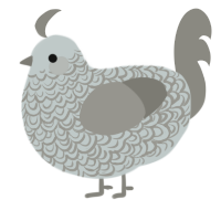 A silver and ash chicken with a double-lace pattern