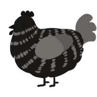 A sable and grey chicken with a bar pattern