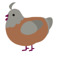A brown and ash chicken with a head pattern