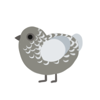 gossamer, a ash and mist chicken with a half-lace pattern