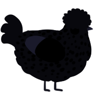 A white chicken with a speckle pattern