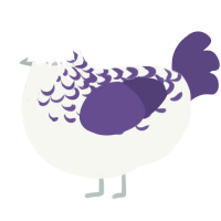 A white and overcast chicken with a half-lace pattern