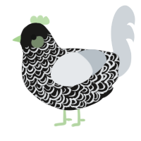 A sable and mist chicken with a double-lace pattern