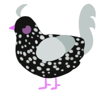 A black and silver chicken with a speckle pattern