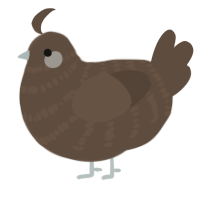 A bark chicken with a bar pattern