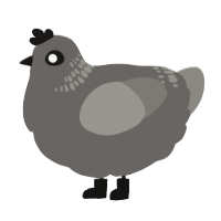 A grey and ash chicken with a neck-band pattern