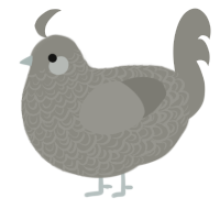 A ash chicken with a double-lace pattern