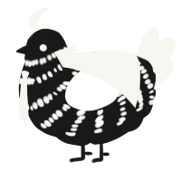 A sable and white chicken with a bar pattern