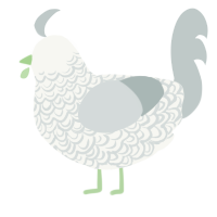 A white and silver chicken with a double-lace pattern