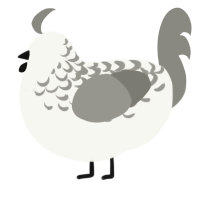 A white and ash chicken with a half-lace pattern