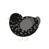 Spotted Ash, a black and grey chicken with a speckle pattern