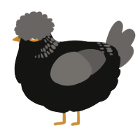 A black and grey chicken with a neck-band pattern