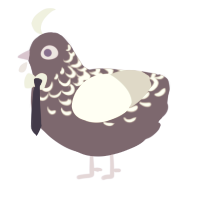 Vincluck Simon Han, a overcast and silver chicken with a half-lace pattern