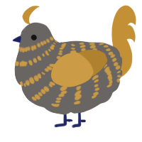 A grey and gold chicken with a bar pattern