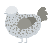 A mist and ash chicken with a speckle pattern